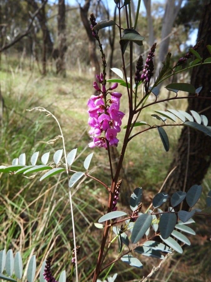 Australischer Indigo