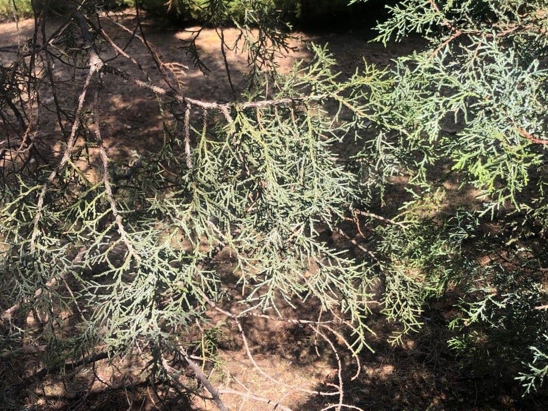 Ginepro di Pinchot 8