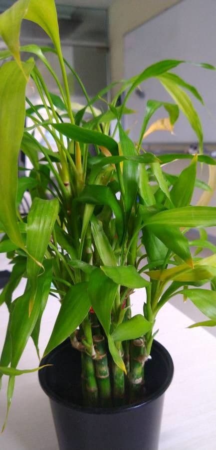 Dracena 13