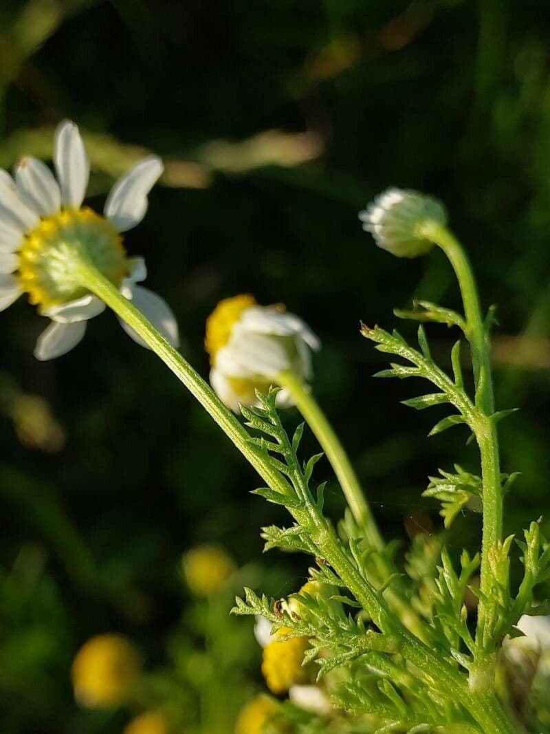 Camomilla fetida 14