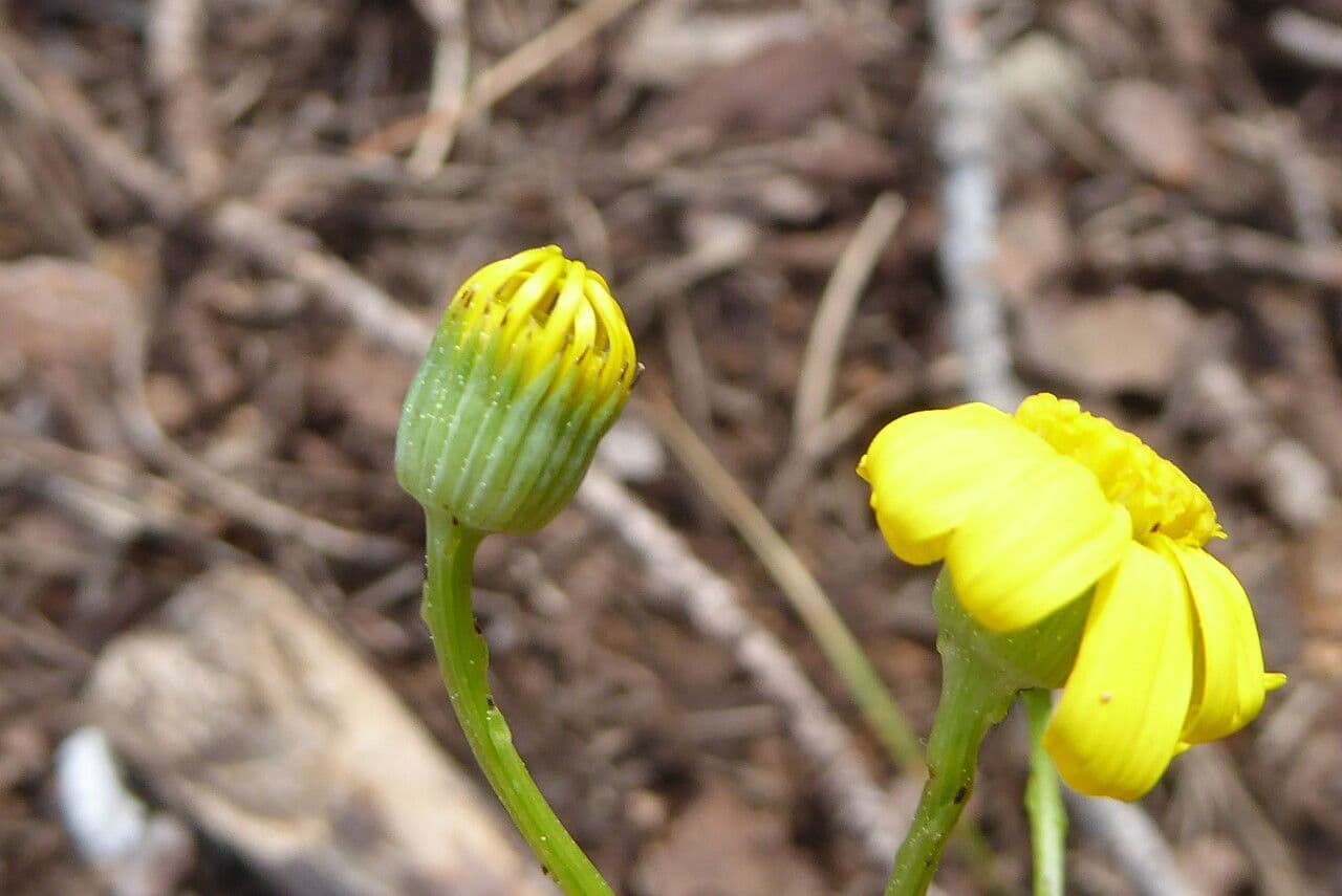 Senecio 5