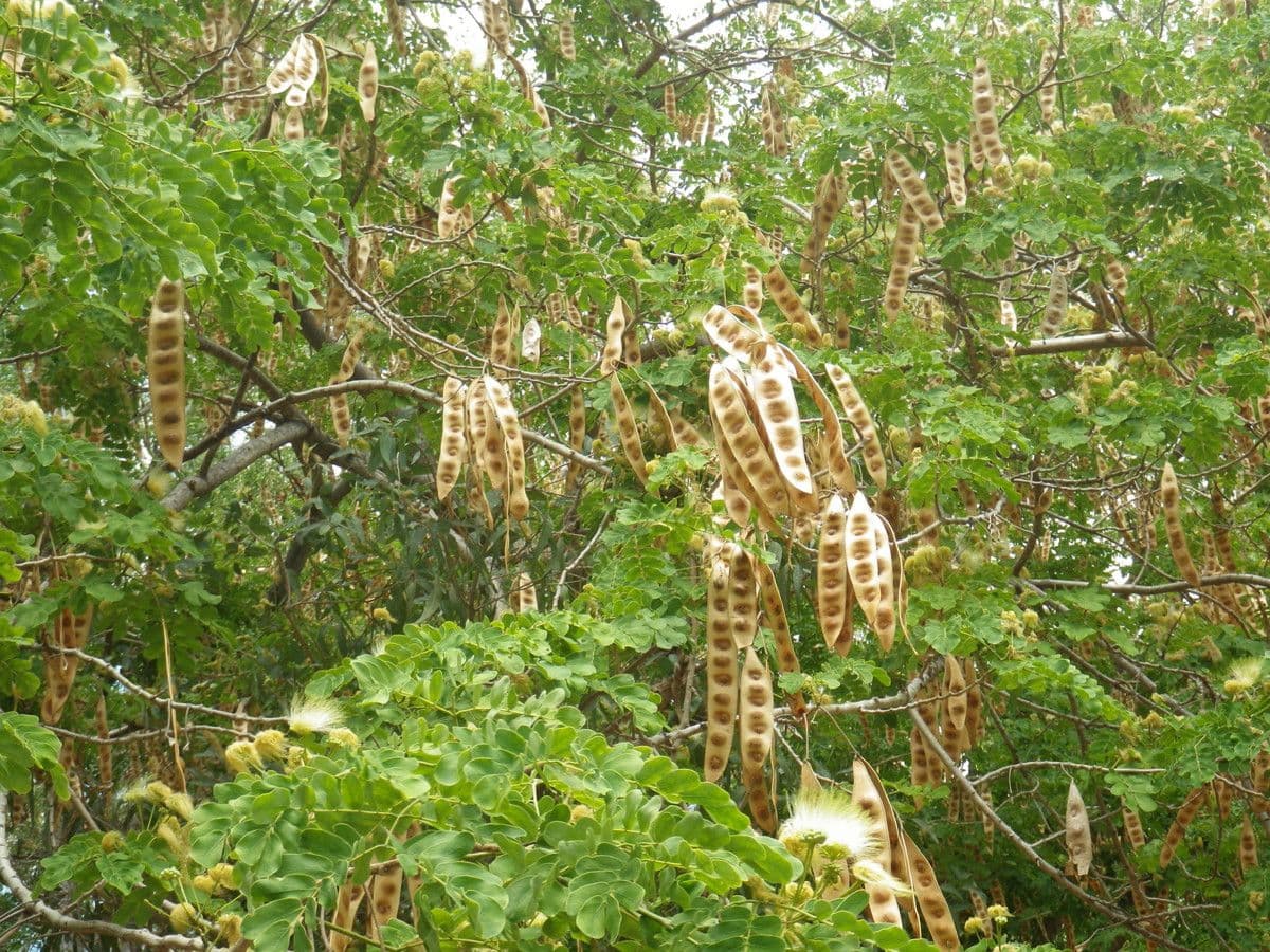 Schubkäsebaum 11