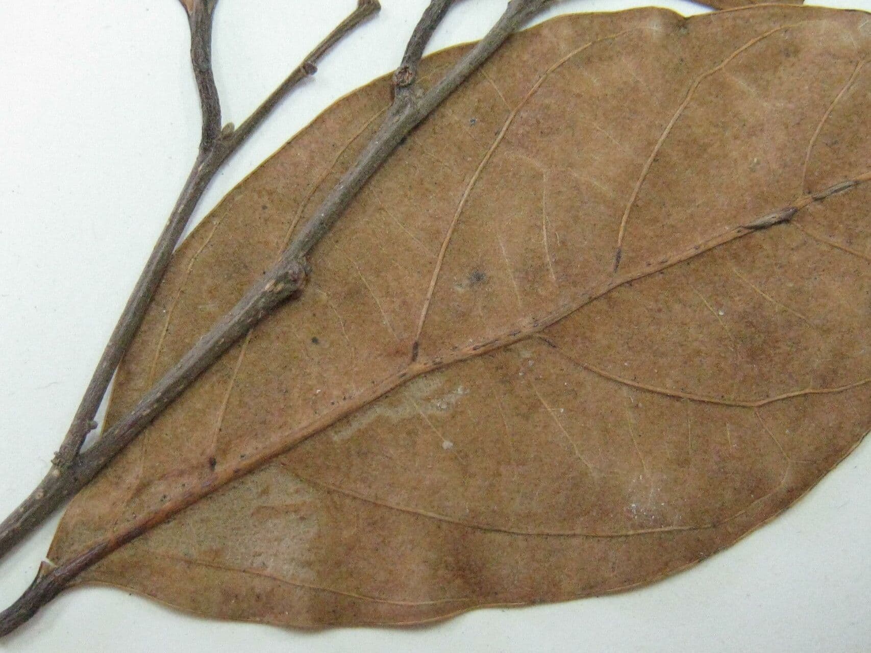 Licania 10