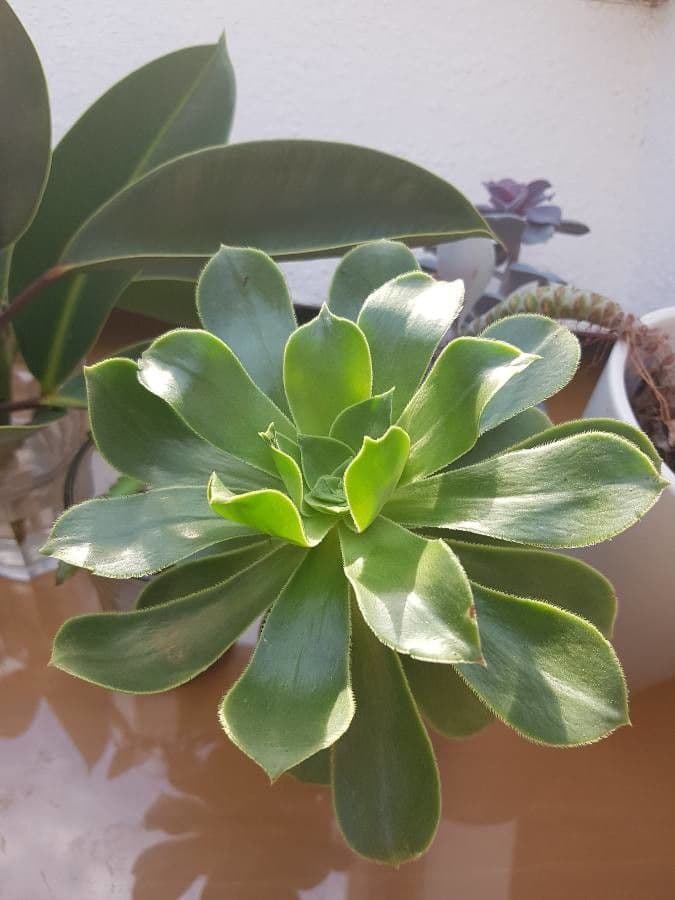 Aeonium 11