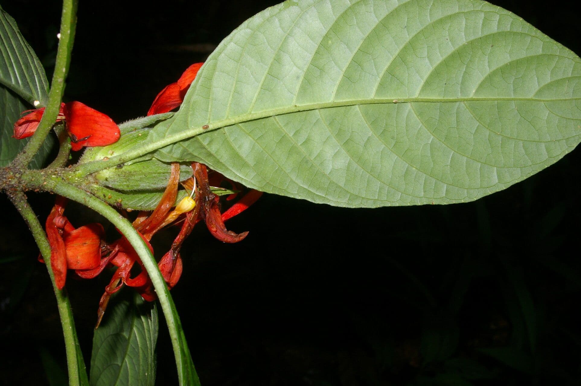 Aphelandra tridentata 2