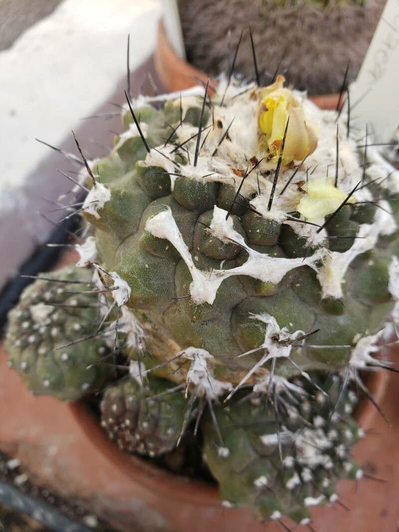 Copiapoa 7