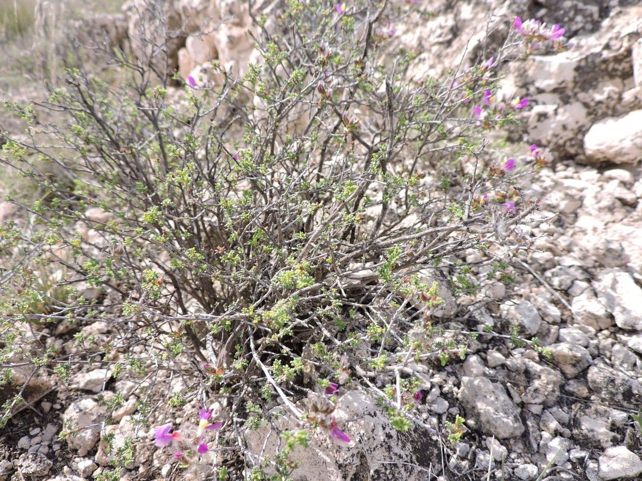 Dalea formosa 8