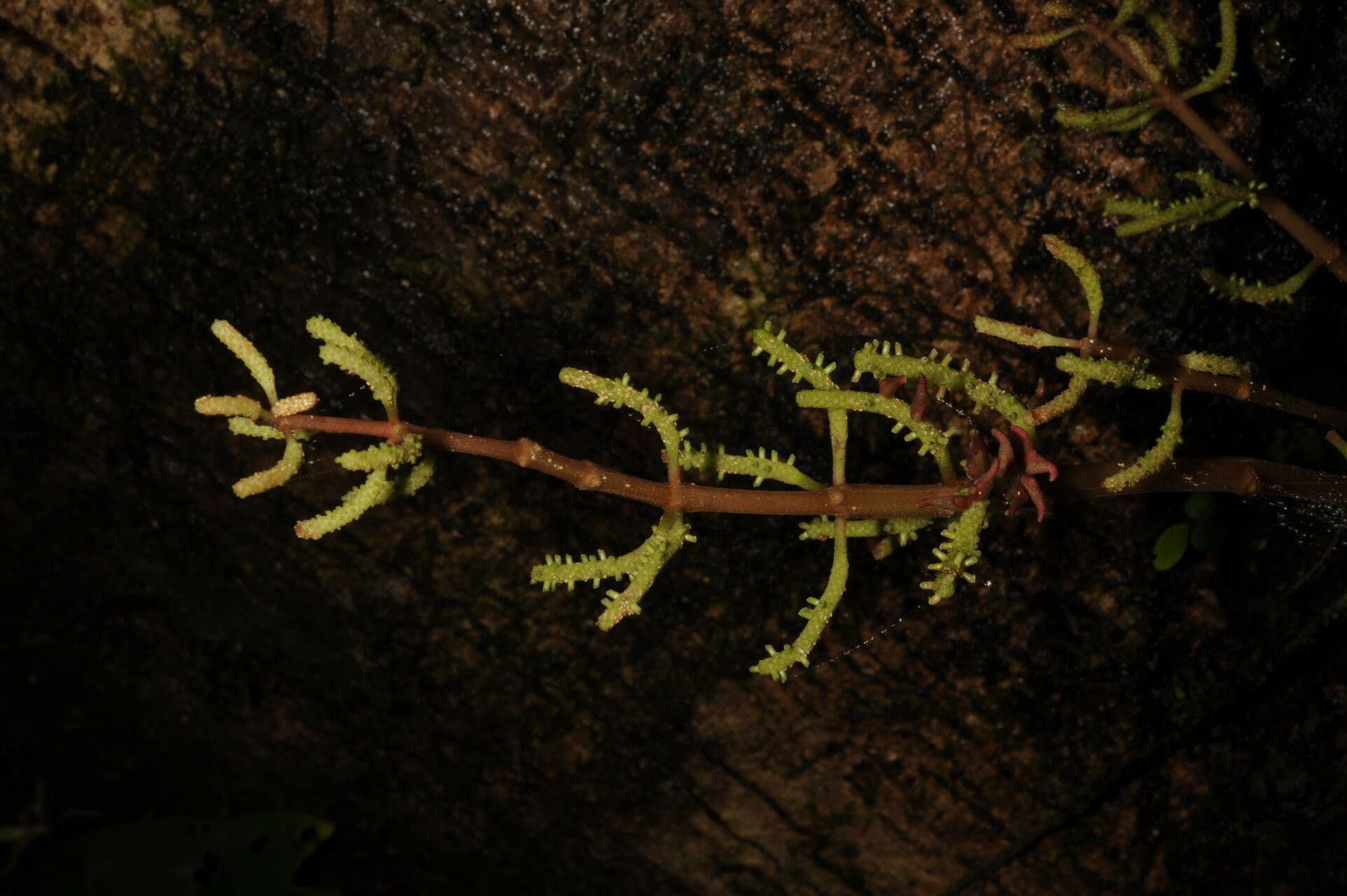 Peperomia 10