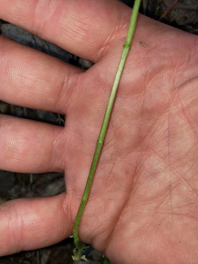 Houstonia purpurea 16