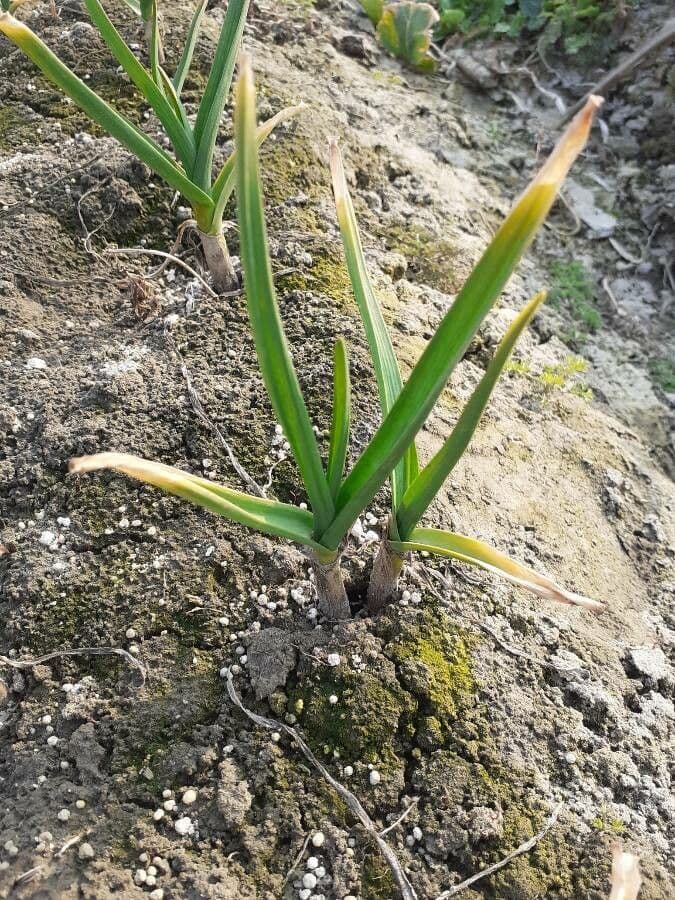 Aglio 17