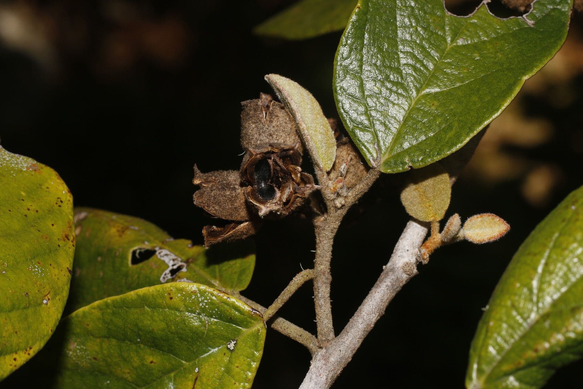 Molinadendron 2