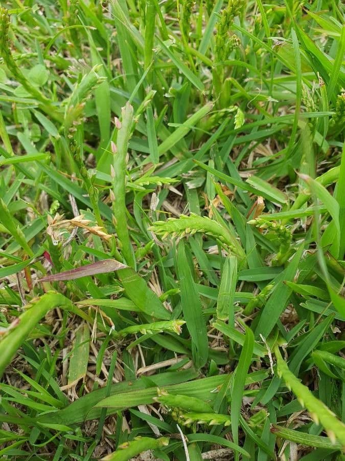 Erba pimento 8