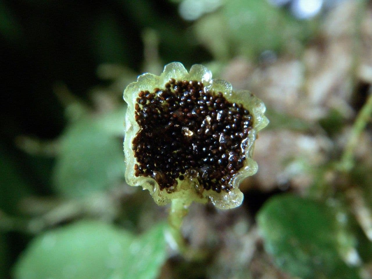 Elaphoglossum peltatum 3