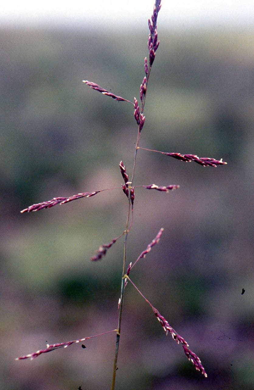 Andelgras 9