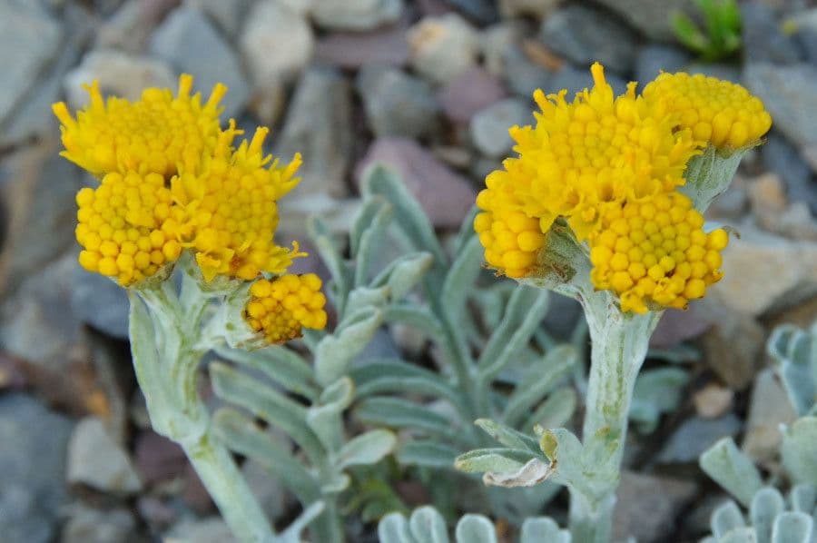 Senecione
