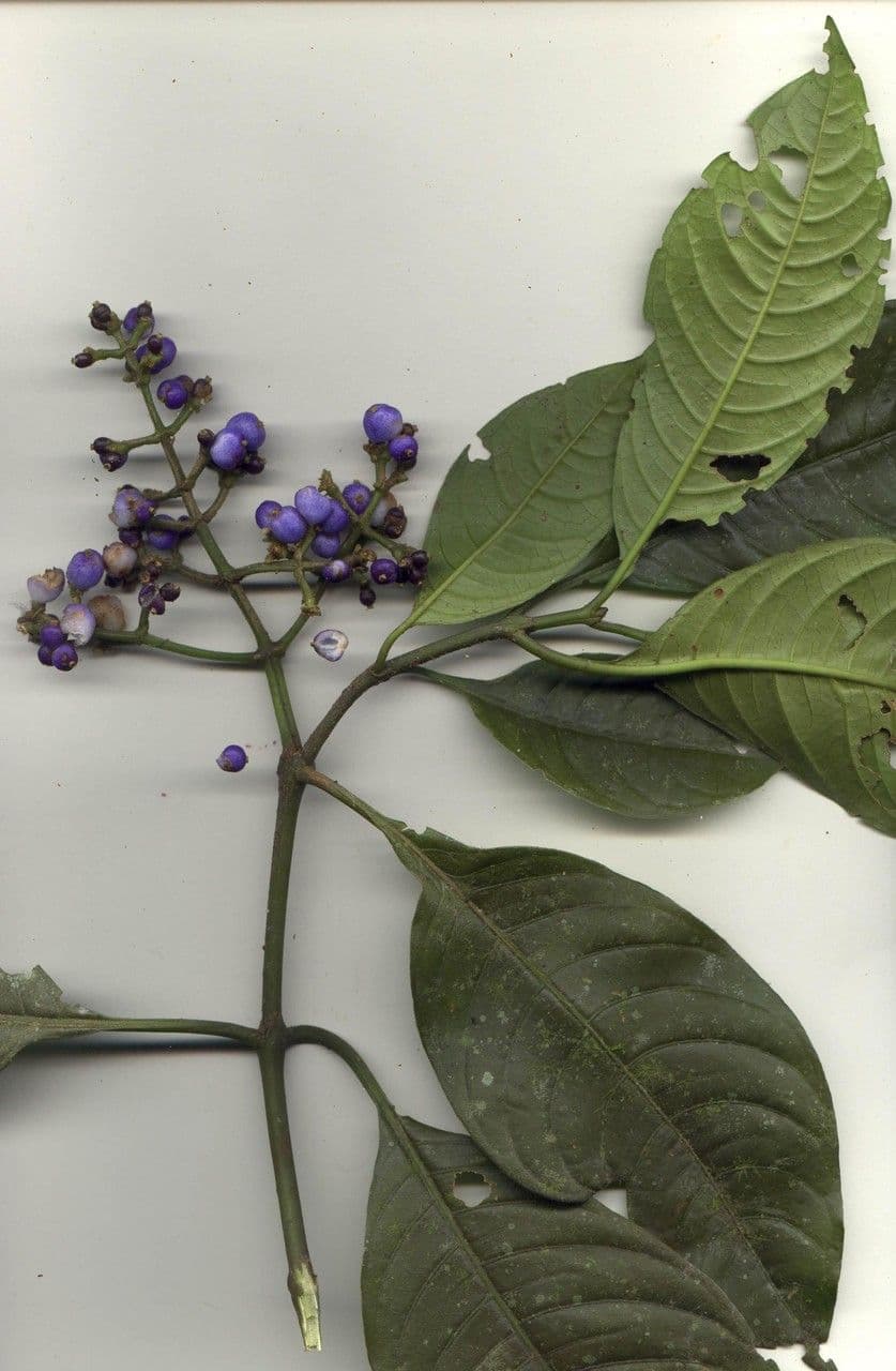 Psychotria rameuse 21