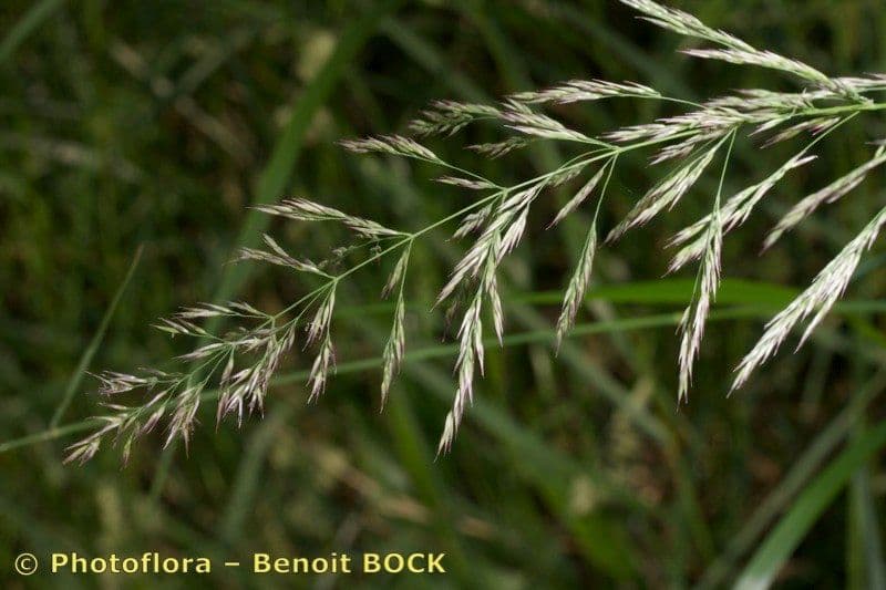 Calamagrostis 3