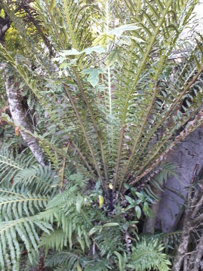 Blechnum 3