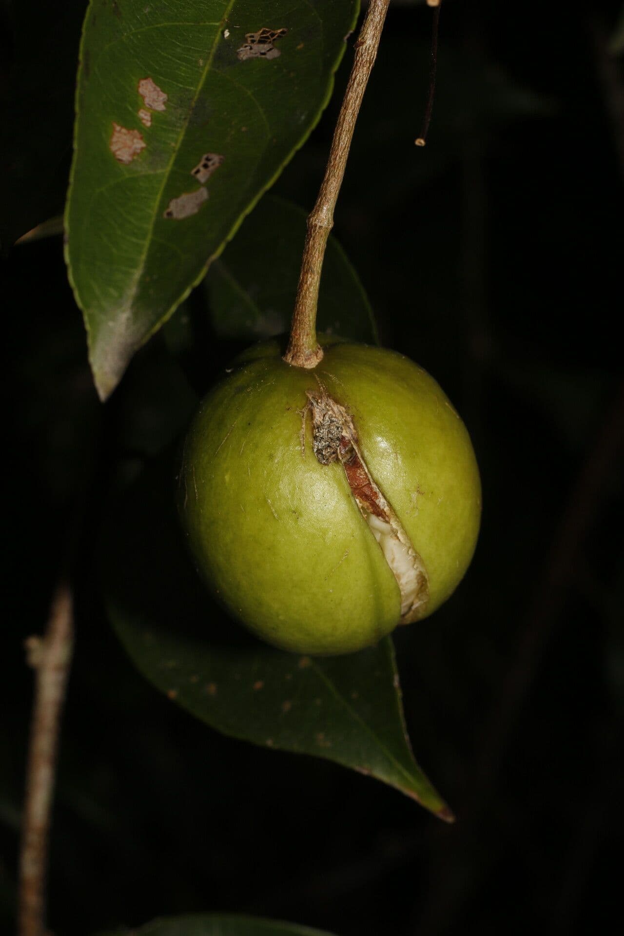 Amanoa 2