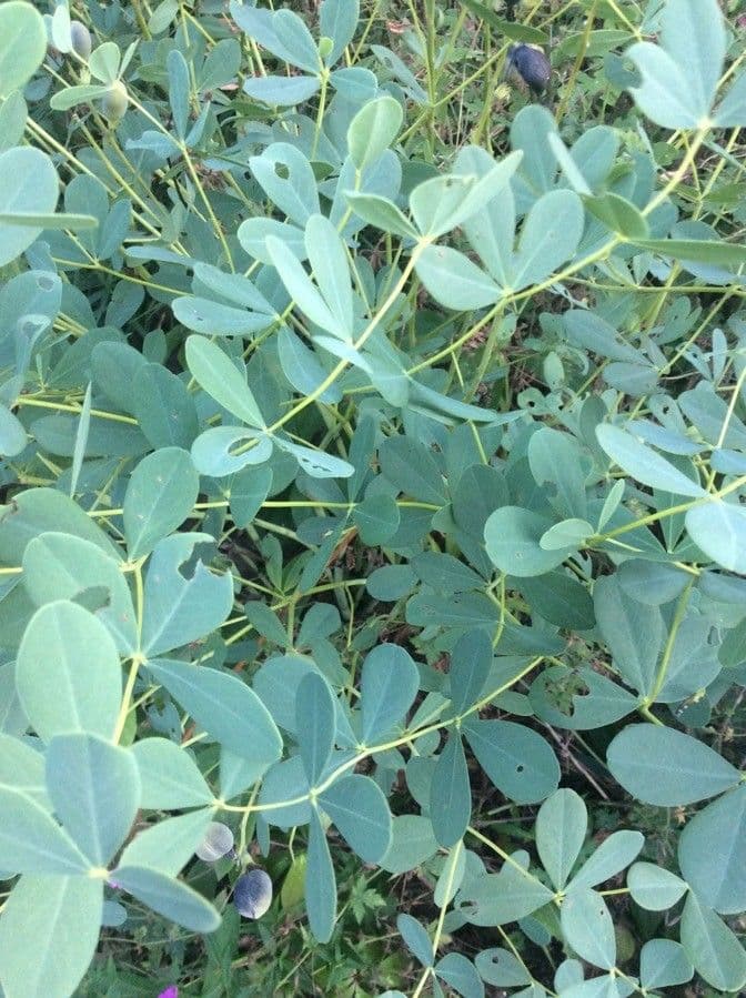 Baptisia tinctoria 16