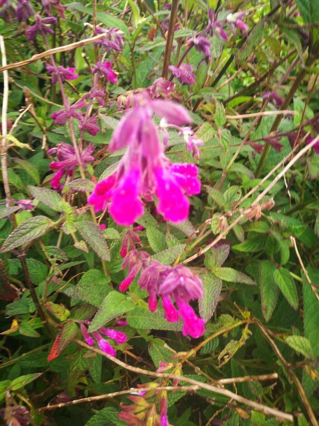 Stachys chamissonis 4
