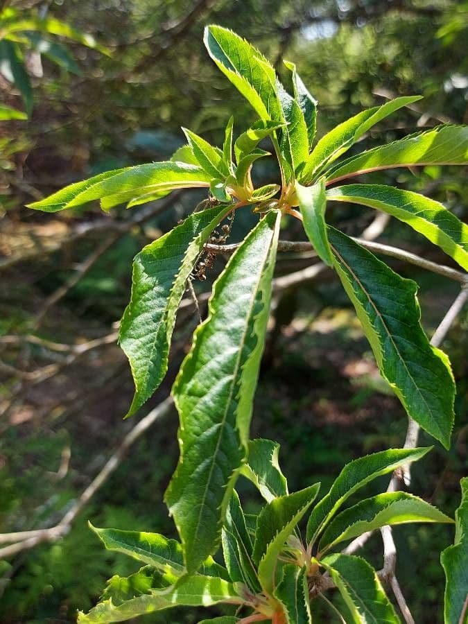 Clethra 17