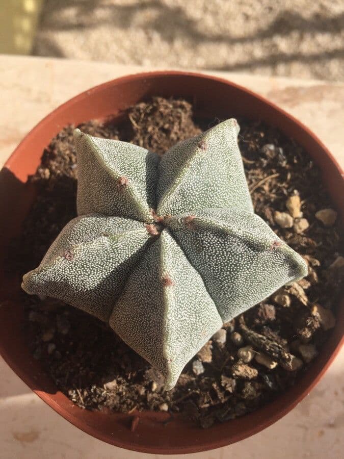 Astrophytum 20