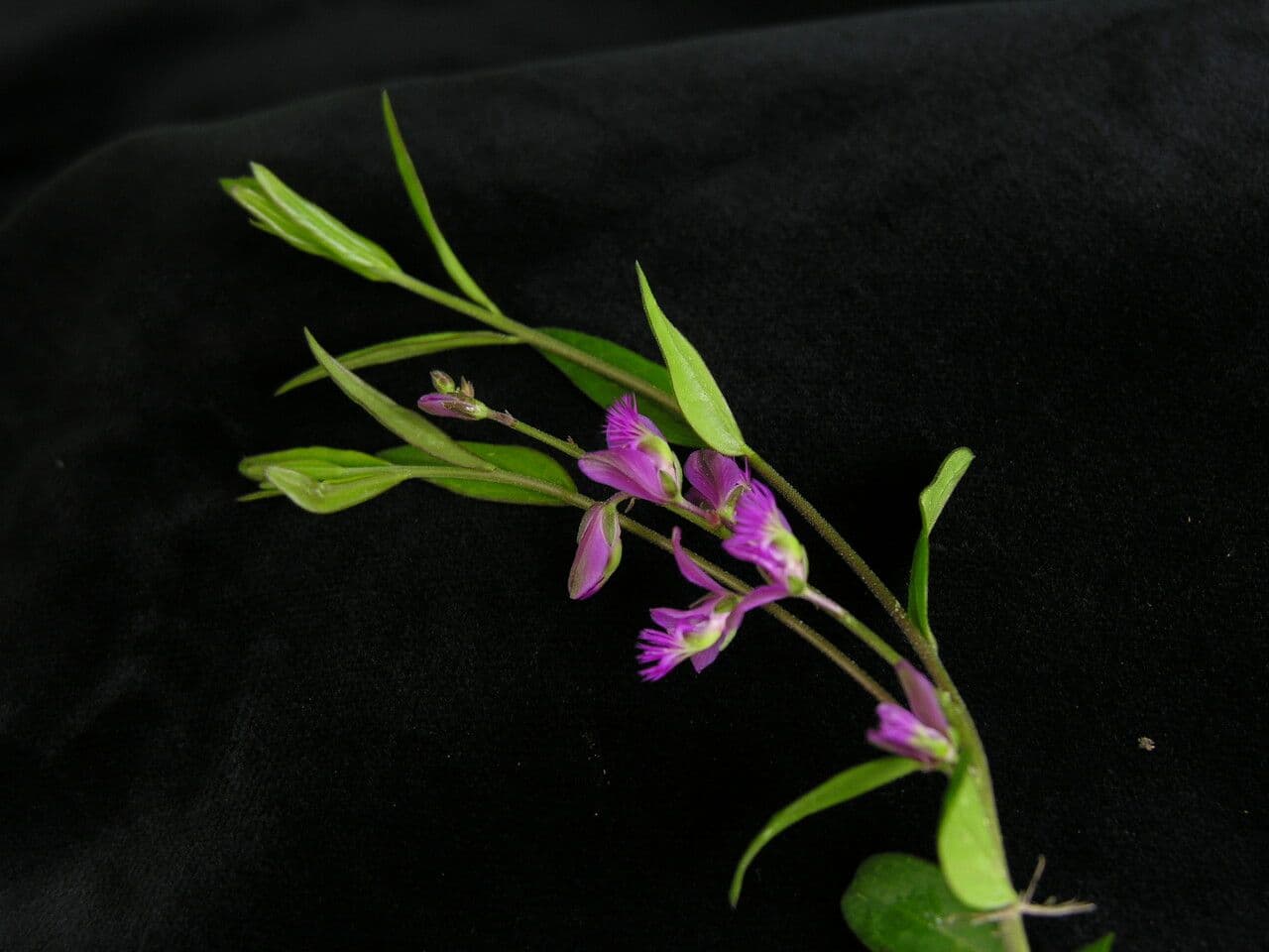 Poligala siberiana 5