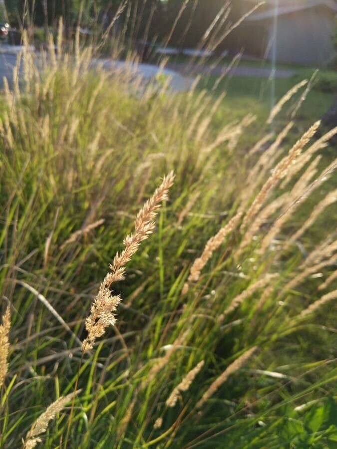 Calamagrostis stricta 3