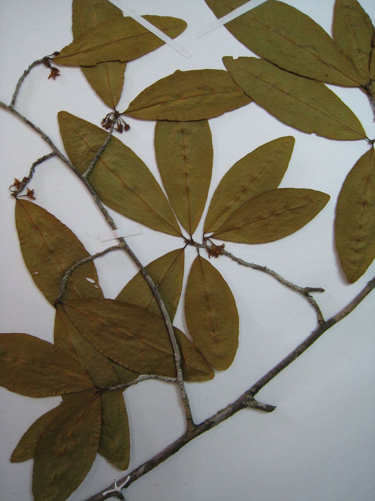 Erythroxylum