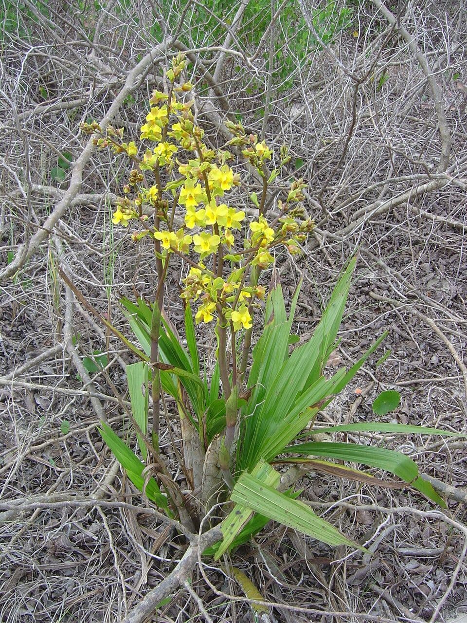 Cyrtopodium flavum 11
