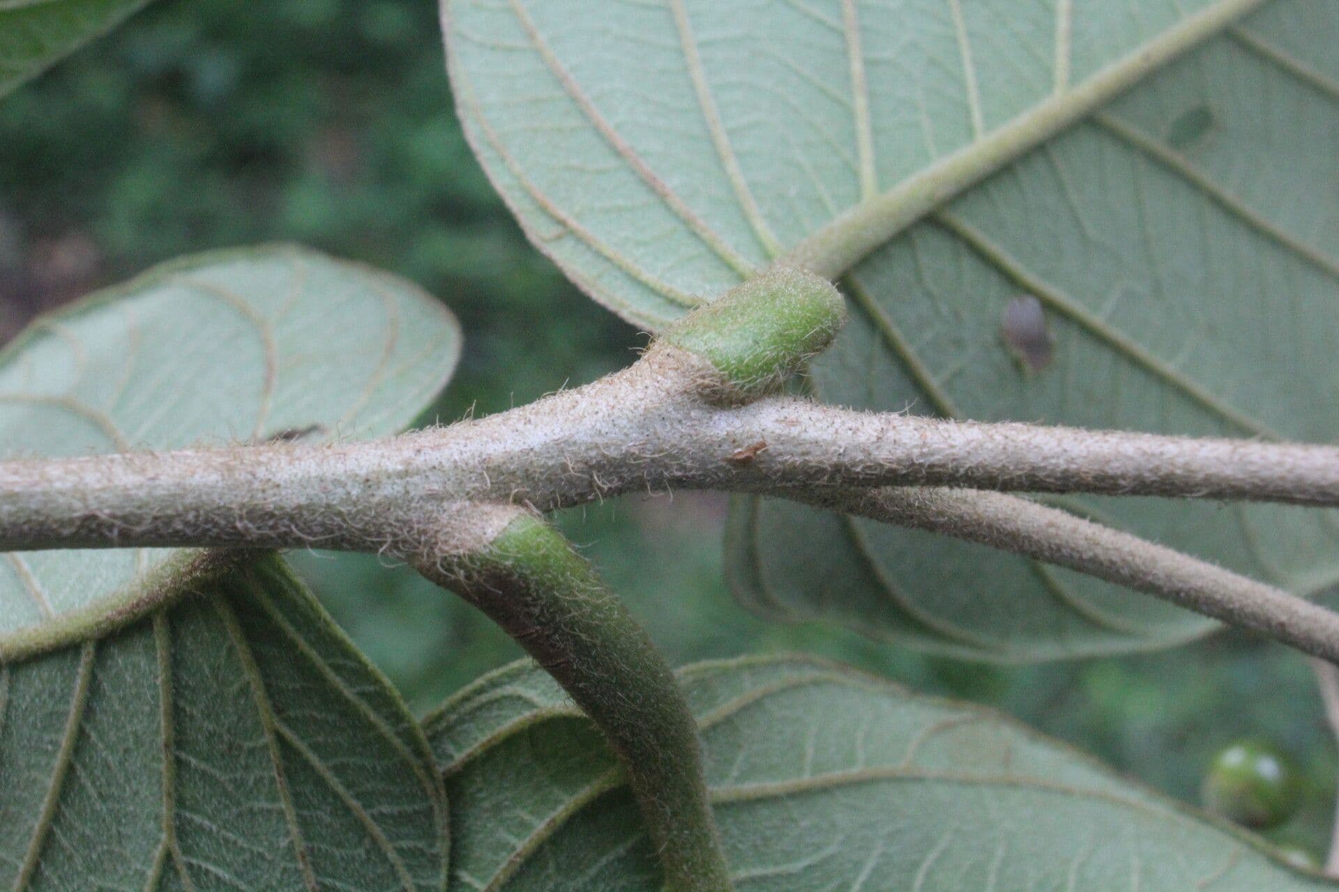Cordia panamensis 16