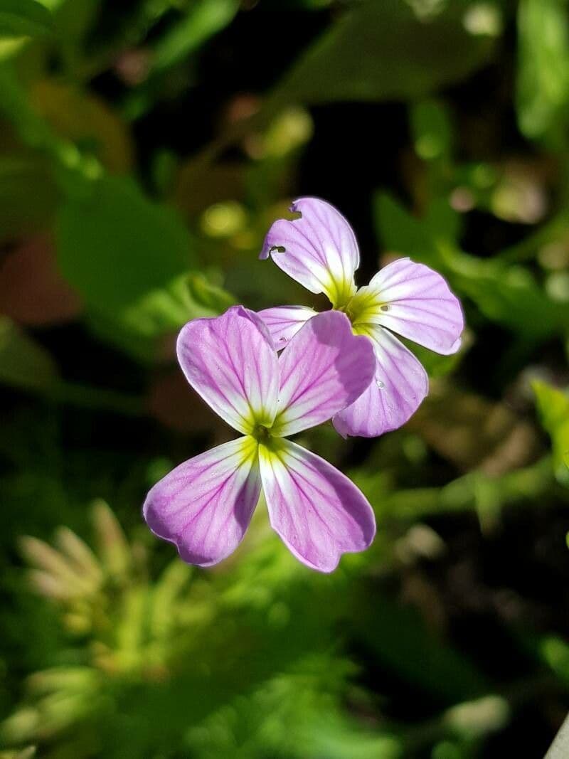 Malcolmia flexuosa 4