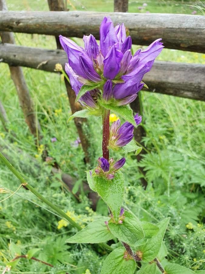 Campanula cervicaria 3