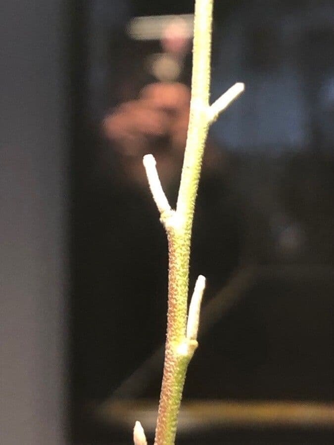 Violaciocca fruticulosa