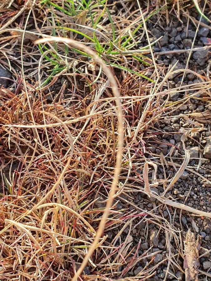 Microchloa 4