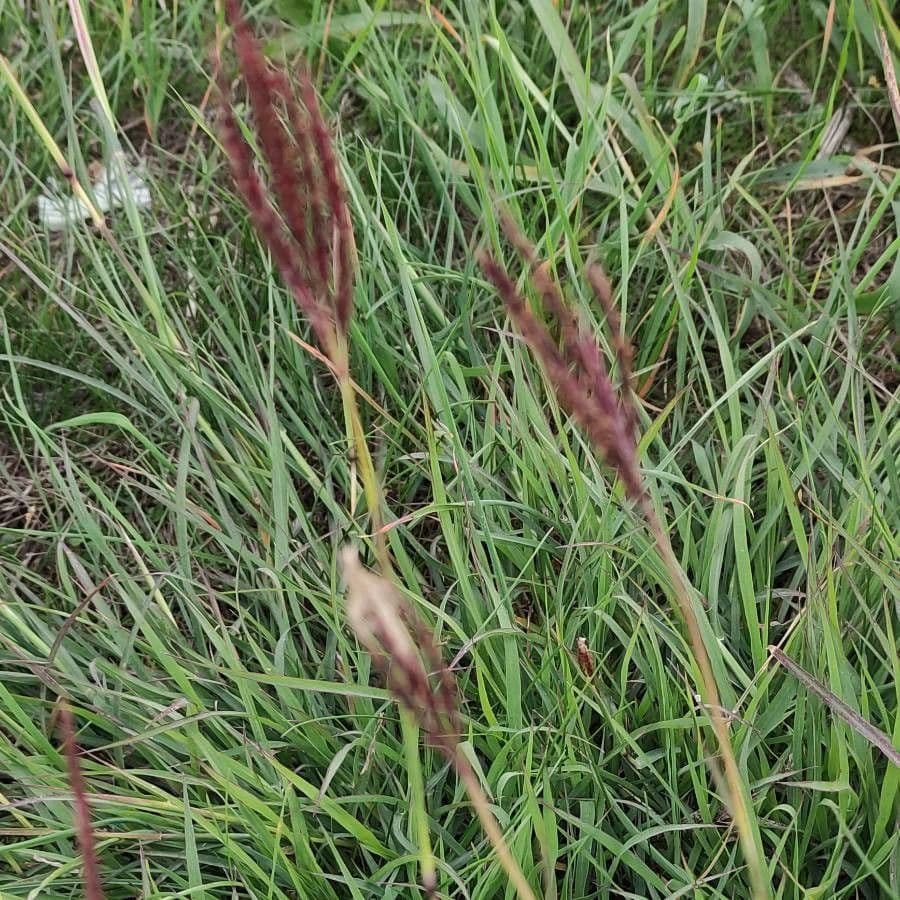 Chloris pycnothrix