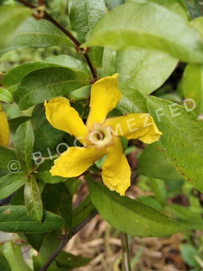 Mandevilla subsagitata