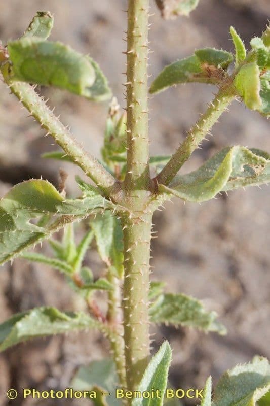 Trichodesma 12