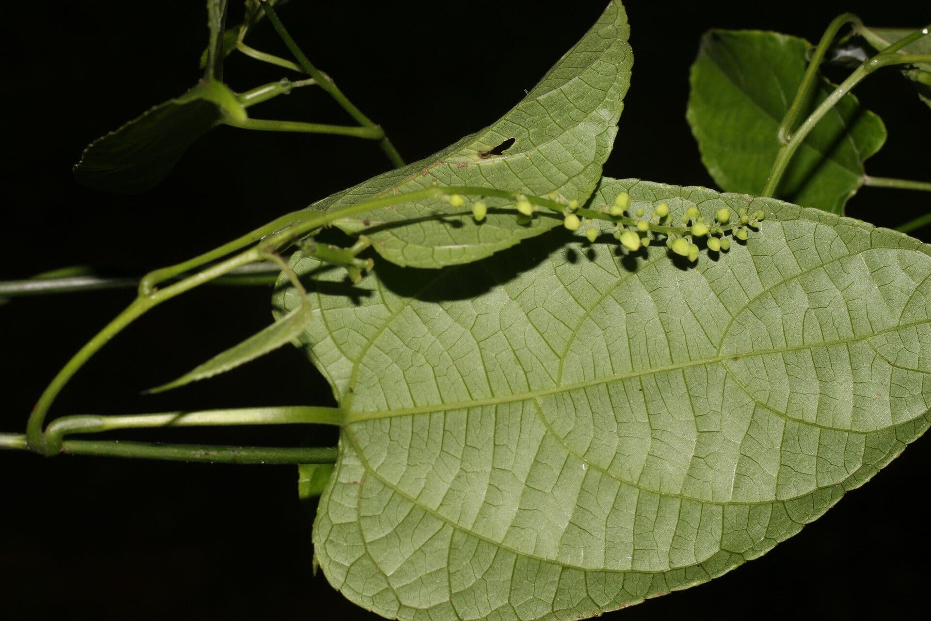 Plukenetia 8