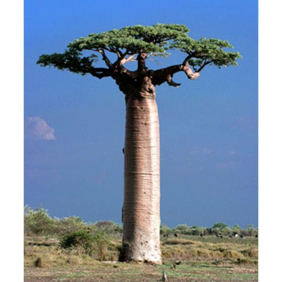 Baobab di Grandidier 6