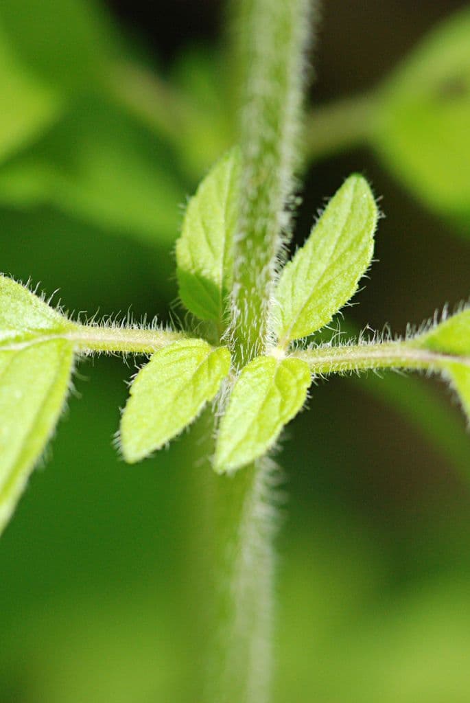 Blephilia ciliata 16