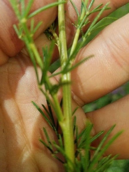 Dalea purpurea 17