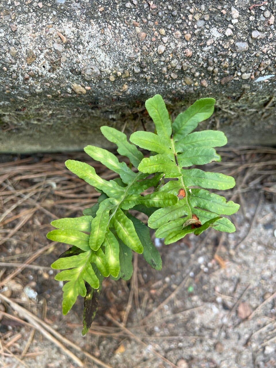 Polypodium californicum 12