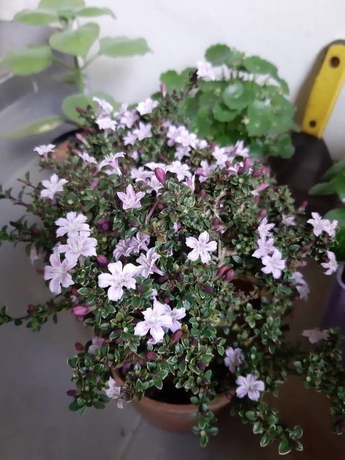 Serissa 3