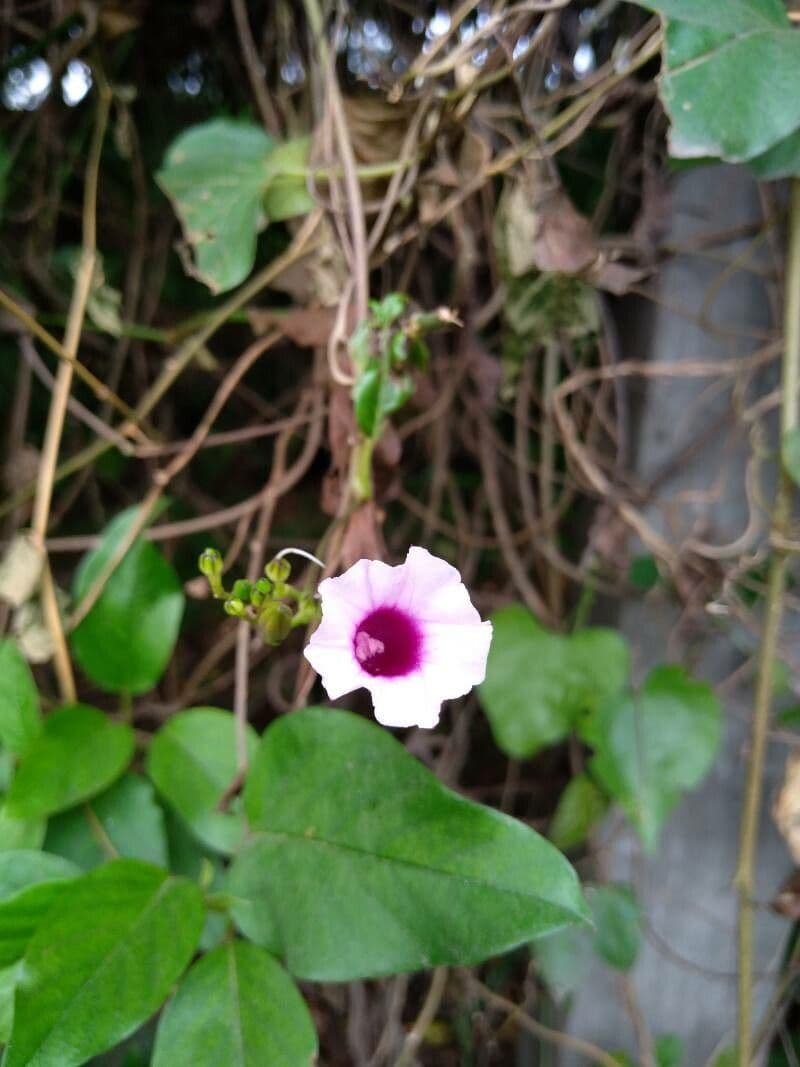 Ipomoea grandifolia 3