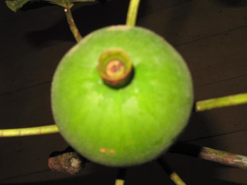 Duroia 3