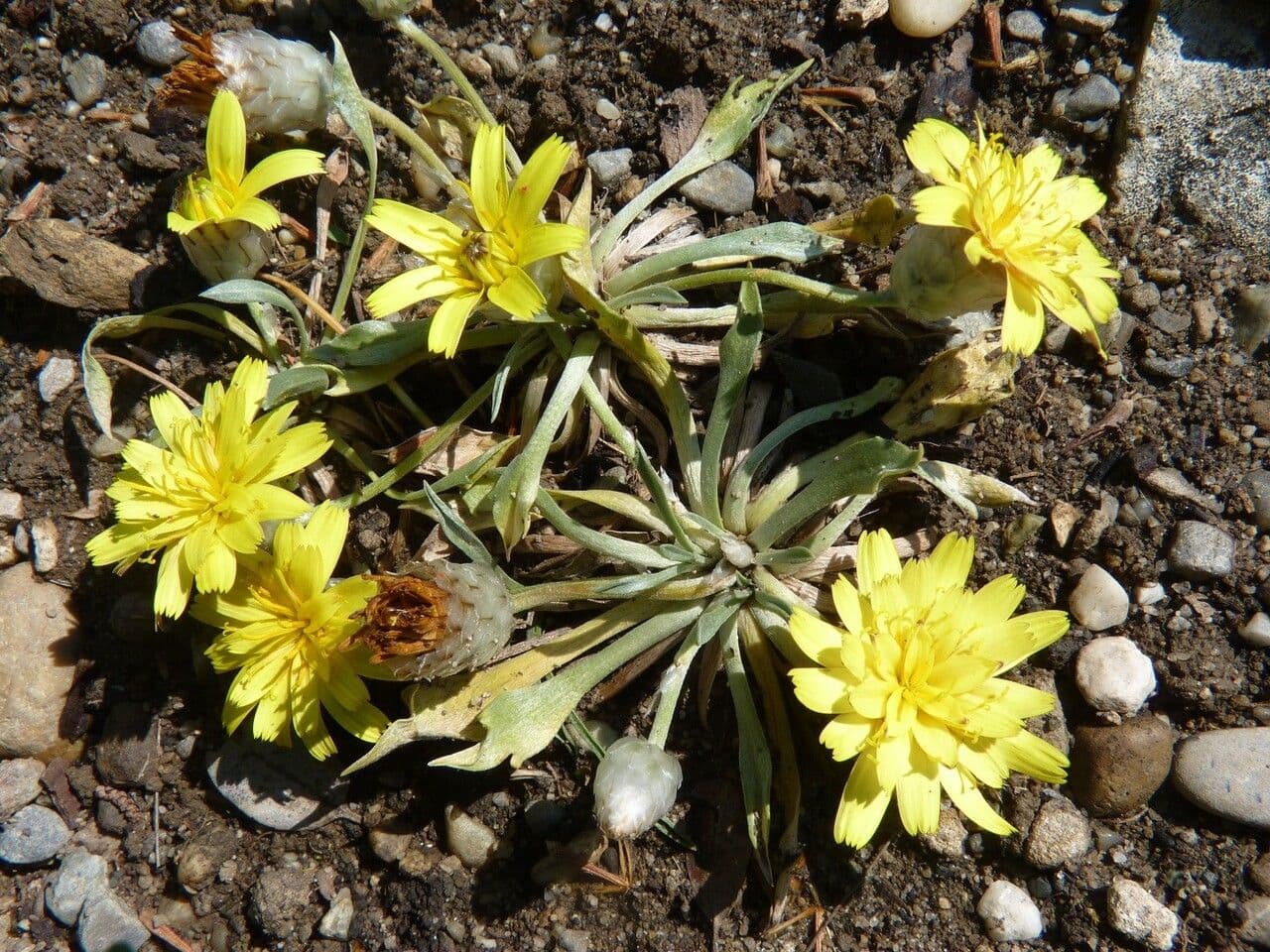 Catananche a ciuffi 7