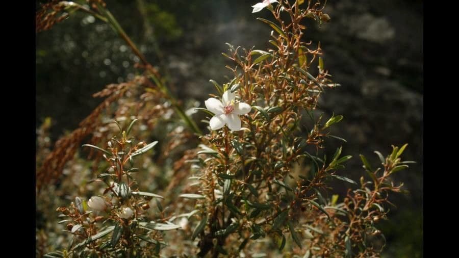 Microlicia parviflora 3