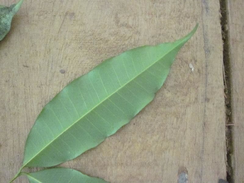 Parahancornia 4